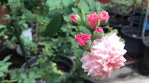 Rose - Pippin Climbing Rose
