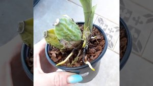 Как вырастить корни у ликасты Lycaste?