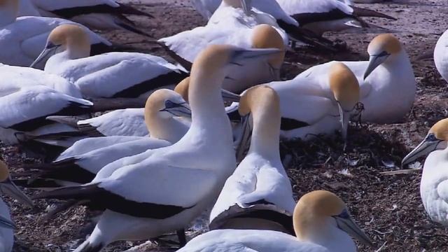 Животные НЯШКИ смотреть онлайн