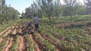 омоч култиватор