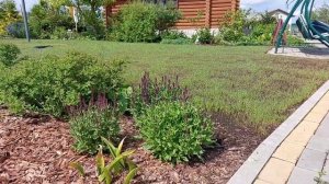 Backyard или сад во дворе в начале июня.