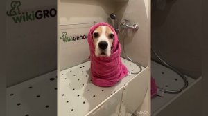 Экспресс-линька Бигля в домашних условиях.