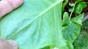 Successful Propagation Of Alocasia Macrorrhiza Variegata From Start To Finish#tubers