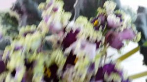 Фиалка  РС-Дон Жуан