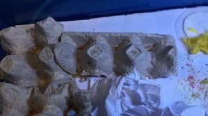 Разведение и содержание сверчков Ч-3