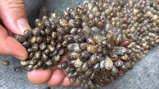 Cluster of large lumps under the feet смотреть онлайн