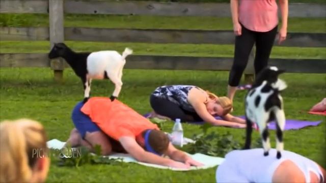 Goat Yoga with Kellie and Ben - Pickler & Ben смотреть онлайн