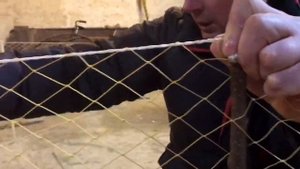 Двухкрылый вятерь.