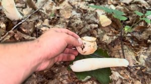 phallus impudicus | Stinkhorn egg Crazy mushroom