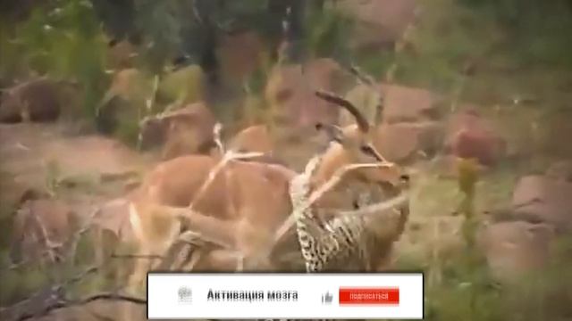 10 Самых Брутальных Битв Между Дикими Животными смотреть онлайн