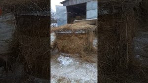 Самый простой способ хранения рулонов сена под открытым небом