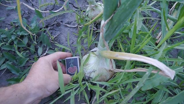 Как вырастить огромный лук из семян за сезон ЧАСТЬ 3 смотреть онлайн