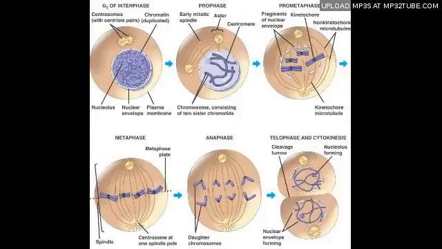 - Mitosis song смотреть онлайн