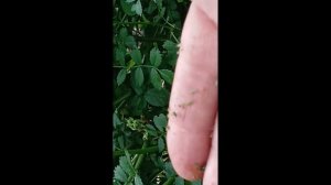 Тля на розе Чистотел  Божья коровка муравьи  Как избавиться? 1 часть