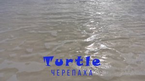 Malahini Turtle. Черепаха