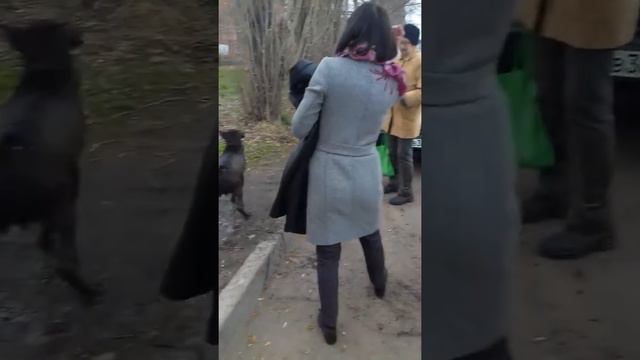 Спасение собаки из воронежского водохранилища смотреть онлайн