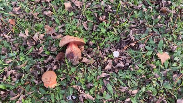 Suillellus luridus, October 29, 2022 смотреть онлайн