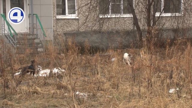 На Урале растет число брошенных домашних животных