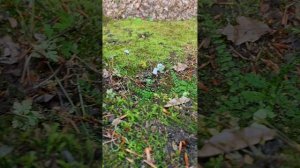 Камень Джигит #Природа #костенец #флора #Геленджик #адербиевка #папоротник #поход