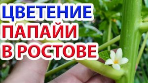 Цветение папайи в Ростове