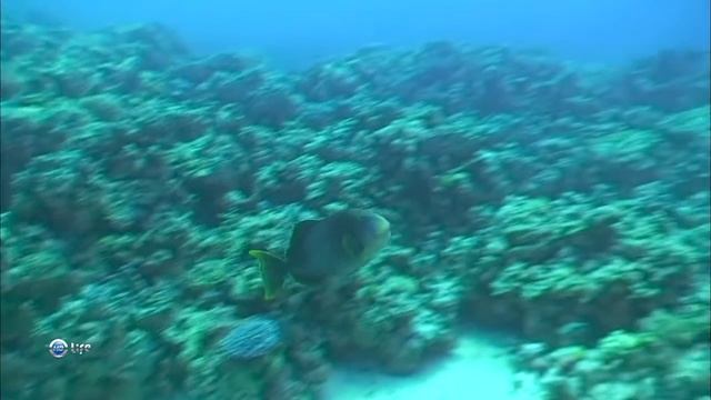 Какую опасность для человека представляют представители семейства Спинороговые (Balistidae) ? смотреть онлайн