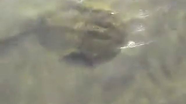 Мечехвост во время отлива. смотреть онлайн