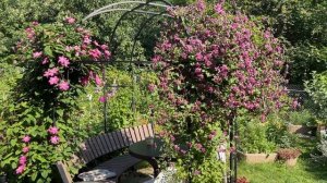 ЖАРА И РАСТЕНИЯ