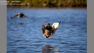 Sigma 100-400mm F5-6.3 DG DN OS - Full in Depth Review