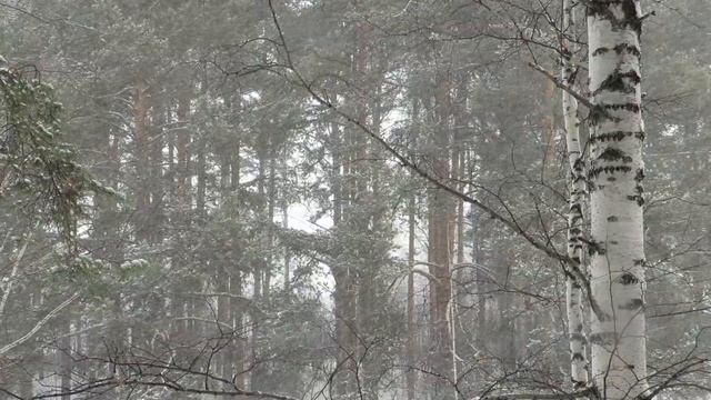 Снегопад в лесу, падает снег, Snowfall in the forest смотреть онлайн