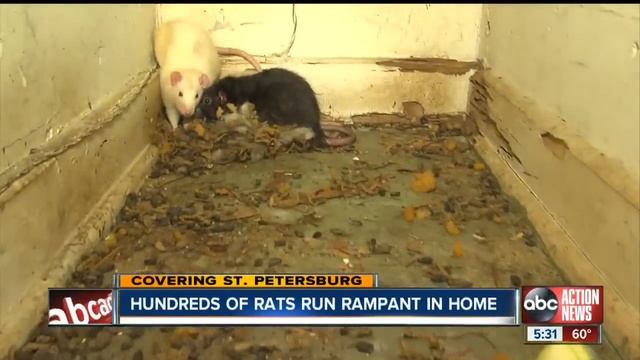 Hundreds of rats run rampant in home смотреть онлайн