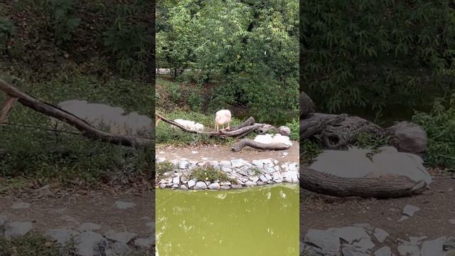 Warsaw Zoo \ Ogród Zoologiczny w Warszawie