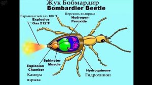 ЖУК БОМБАРДИР СТРЕЛЯЕТ В ЗАМЕДЛЕНИИ, меткий стрелок мира насекомых!!!
