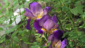 Цветы у подъезда