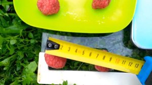 КУДРАНИЯ CHE SEEDLESS. плоды с маленького деревца. Сравнение с плодами сорта Norris.