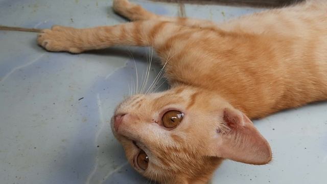 funny and cute cat #catlovers #viralcat #petshop #tv #viralvideo #viraltrend #videoviral #meowing