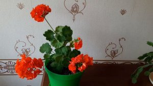 Зональная пеларгония Highfield’s Ballerina