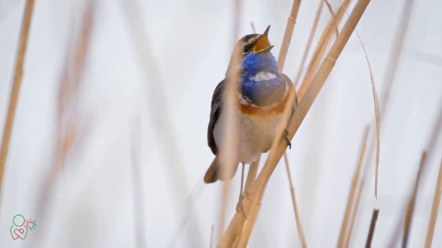 Yспокаивающая музыка для нервов ? лечебная музыка для сердца и сосудов, релакс, музыка для души #48 смотреть онлайн