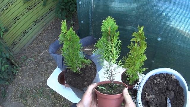 Туя западная СМАРАГД (SMARAGD). РАЗВЕДЕНИЕ.