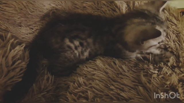 Самый Мурчащий Котенок! смотреть онлайн