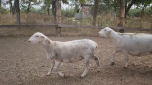 Проданы в Краснодарский край. Белый Дорпер. Ярки и Овцематки.