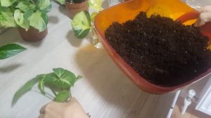 Как легко укоренить сциндапсус и сингониум