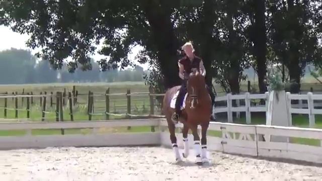 Бюрнт Сиена выездка , мерин 7 лет смотреть онлайн