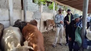 Молбозори н.Панч нархи говхои  Карпатский, Шведский, барахои Элита