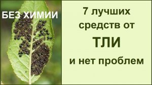 Безопасное средство от тли и слизней - БЕЗ ХИМИИ