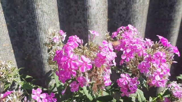 мотылёк-бабочка бражник, смотреть онлайн