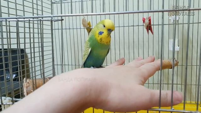 ?1-й день приручения попугая || С чего начинать?