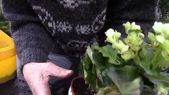 Бегония. Разнообразие видов. Как пересадить купленную бегонию!? смотреть онлайн