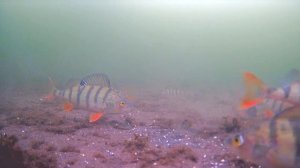 Окунь при резкой смене давления клевать отказался! Подводные съемки окуня!