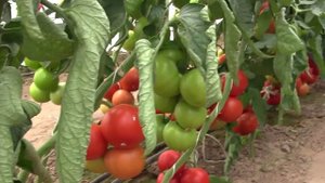 Лилос F1 (Lilos F1) индетерминантный томат Rijk Zwaan