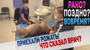 Приехали с собакой рожать в клинику!  Что с щенками?